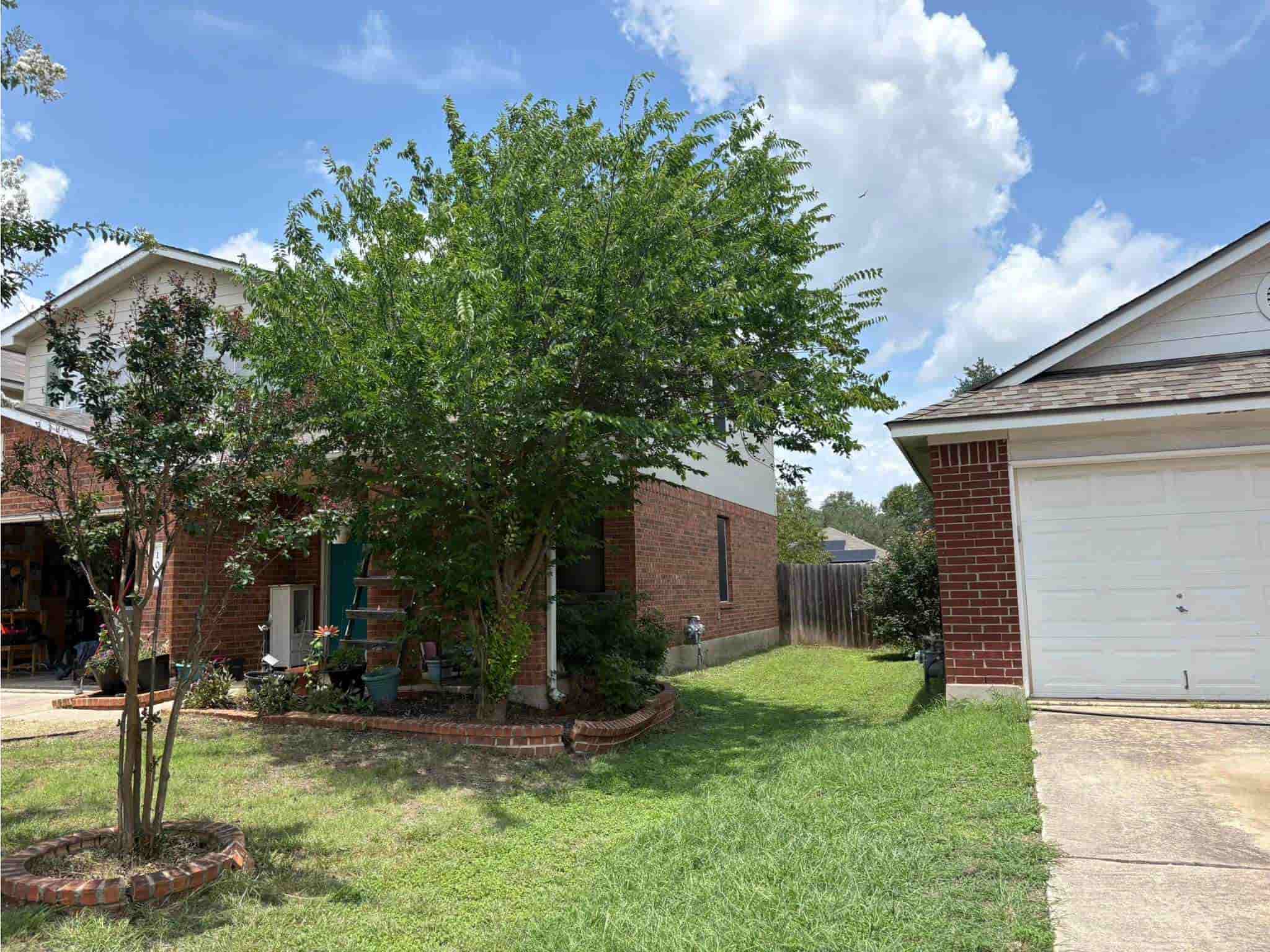 Tree Removal - Before