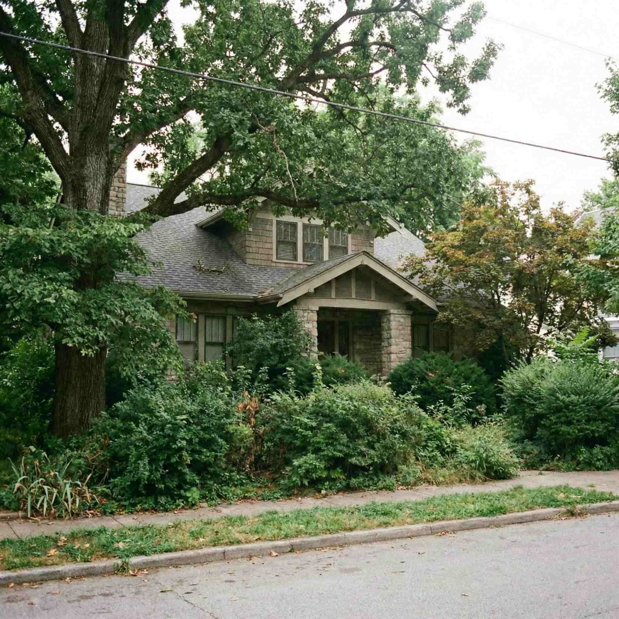 Tree Trimming Before